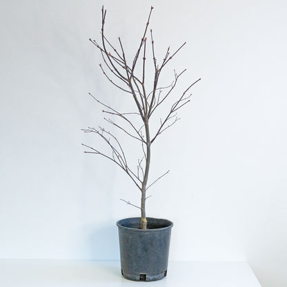 Japanese Maple Emperor