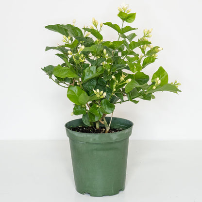 is jasmine an indoor plant Jasmine Sambac | Sambac Plant in 6" Pot | Easy-Care Houseplant for Delivery | Outdoor plants for balcony, porch, patio - Flowering Plants
