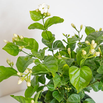 Leaves & Flowers of Potted Easy-Care Outdoor Plant Jasmine Sambac - Shop Flowering Houseplant Jasmine Sambac 6” - Buy repotted flowering outdoor plant Jasmine Sambac for delivery at Planteia