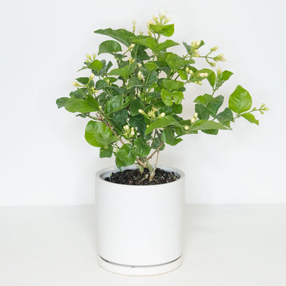 white sambac jasmine house plant Jasmine Sambac | Sambac Plant in 6" Pot | Easy-Care Houseplant for Delivery | Outdoor plants for balcony, porch, patio - Flowering Plants