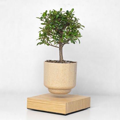 Levio Bonsai Eugenia Brush Cherry