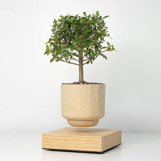 Levio Bonsai Eugenia Brush Cherry