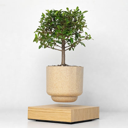 Levio Bonsai Eugenia Brush Cherry