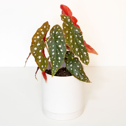 Begonia Maculata