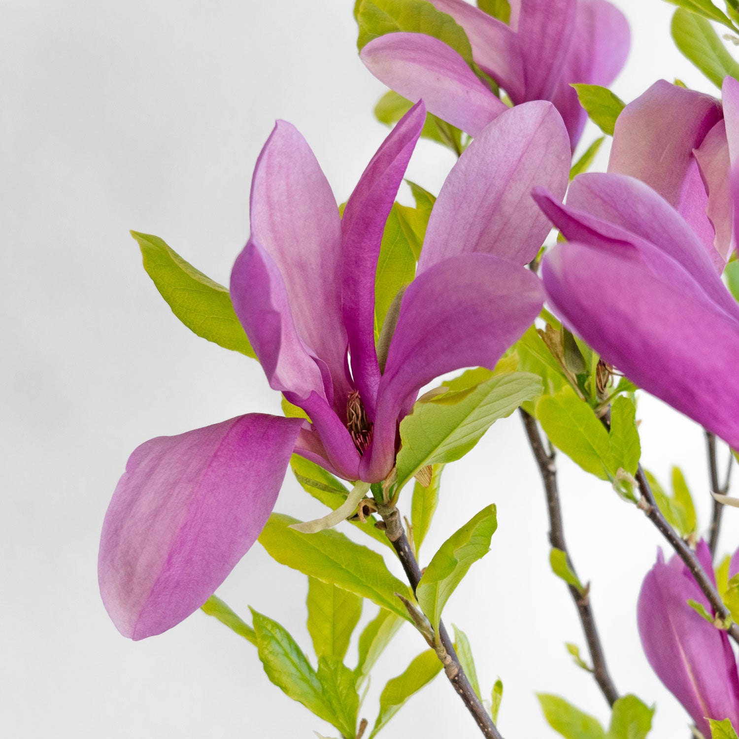 Magnolia Susan – Compact Purple Magnolia Tree | Cold-Hardy Spring ...