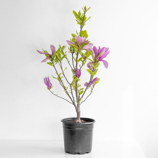 Magnolia Susan