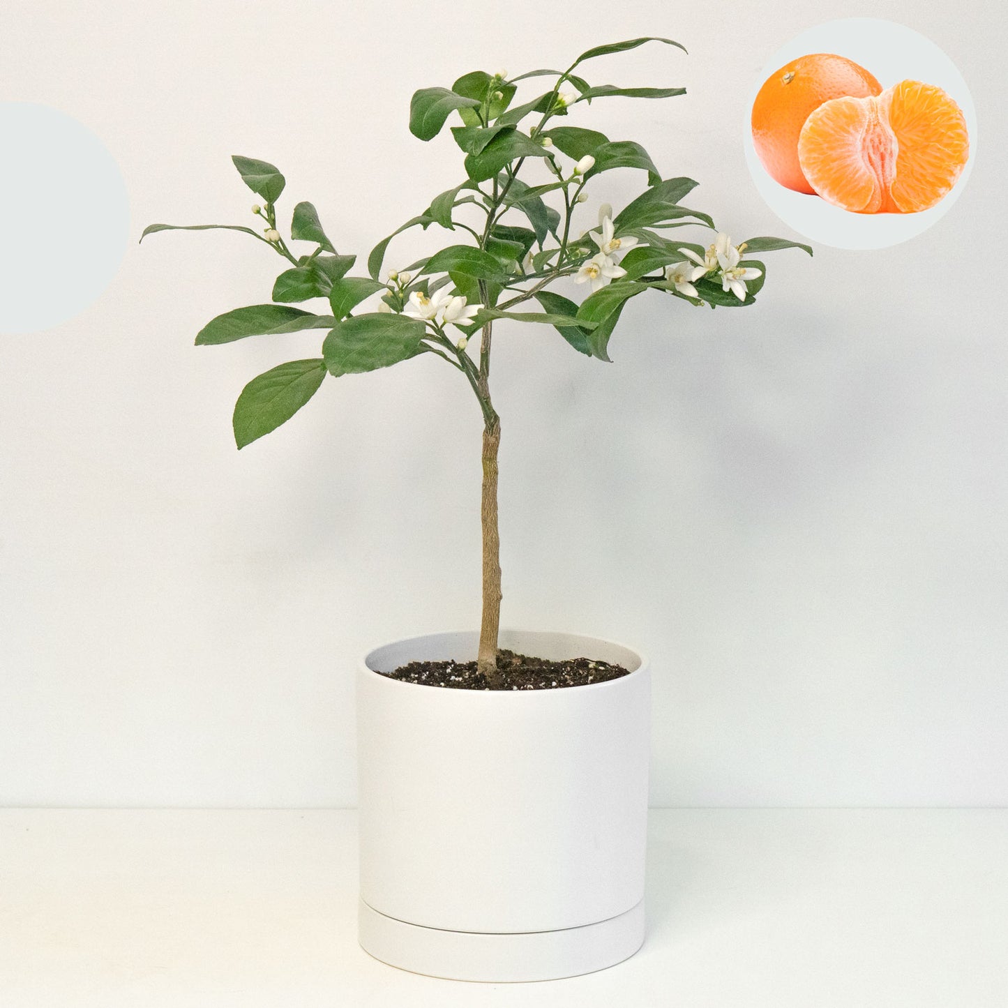 Mandarin Orange Tree