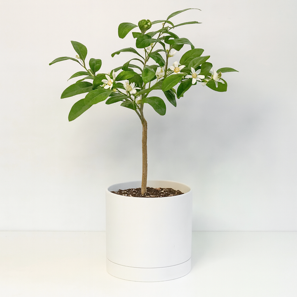 Mandarin Orange Tree