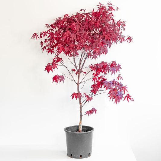 Japanese Maple Emperor