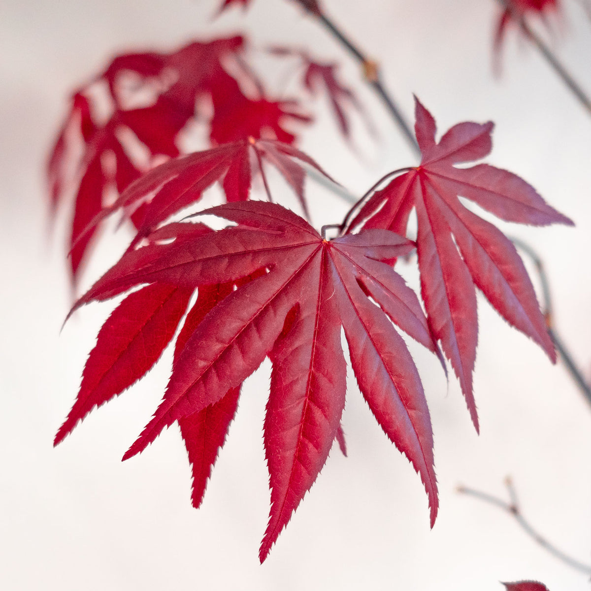 Japanese Maple Emperor – Deep Red Foliage Tree | Cold-Hardy Ornamental ...