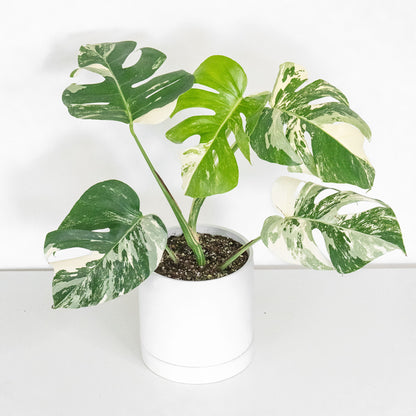 Monstera Albo Variegated