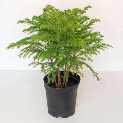 Norfolk Island Pine