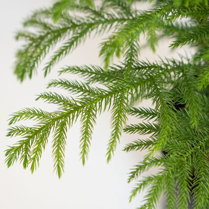 Norfolk Island Pine