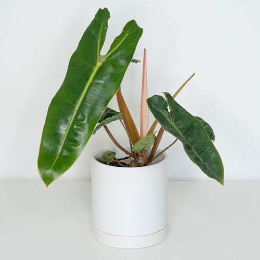 Philodendron Billietiae