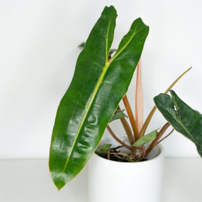 Philodendron Billietiae