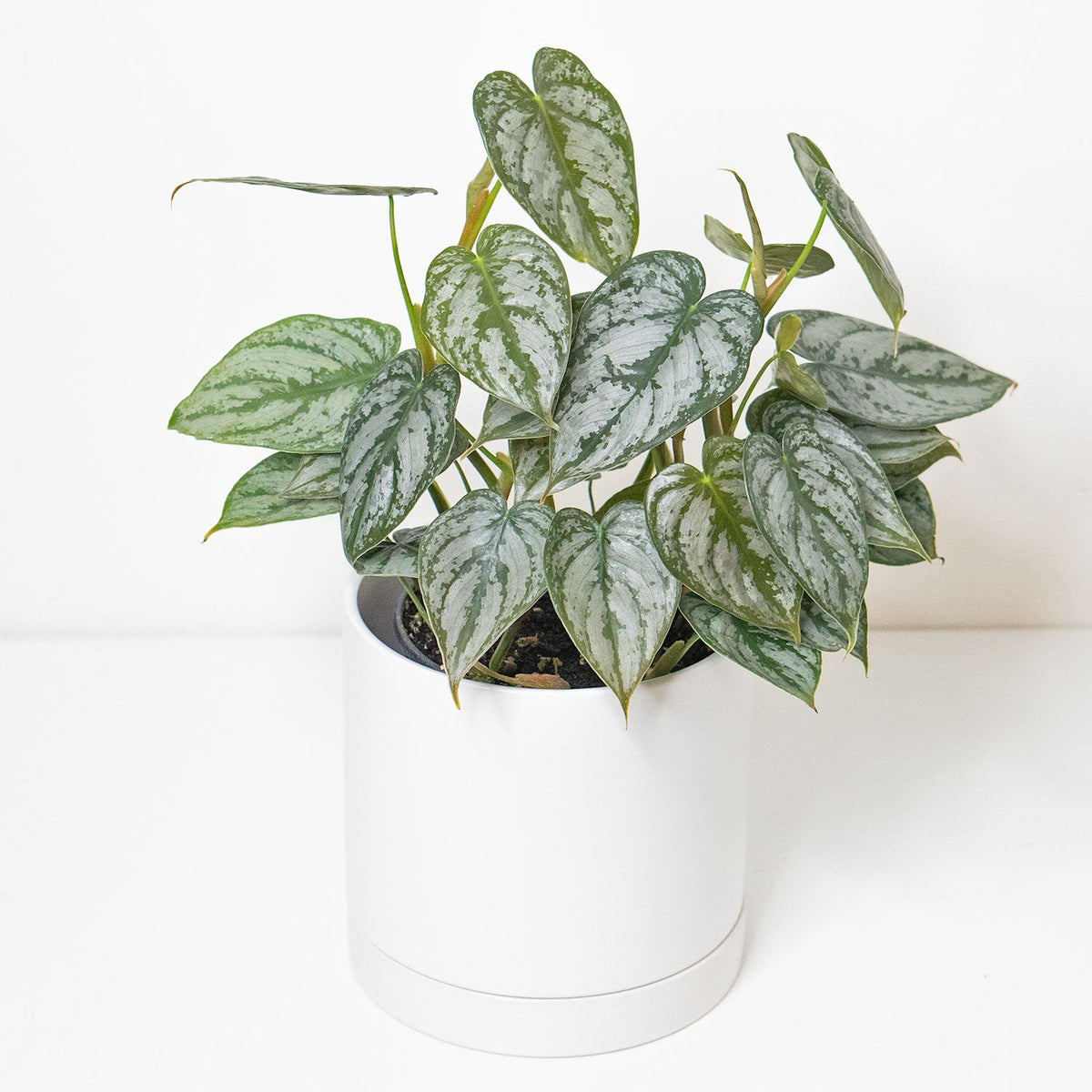Philodendron Brandtianum