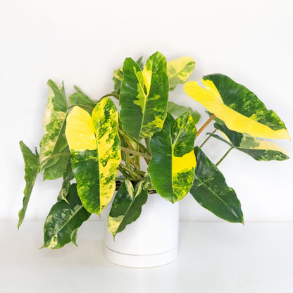 burle marx philodendron variegated Philodendron Burle Marx Variegated | Rare Plant Canada