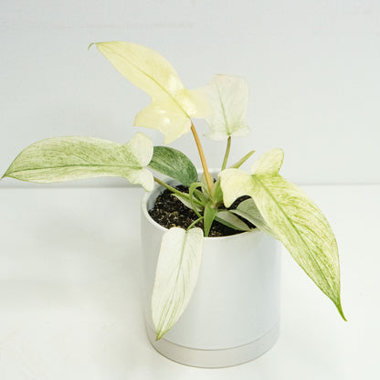philodendron florida ghost australia Philodendron Florida Ghost | Rare Unique Potted Plants for Delivery | Houseplant for sale