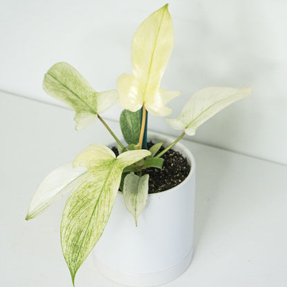 Philodendron Florida Ghost