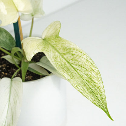 Philodendron Florida Ghost