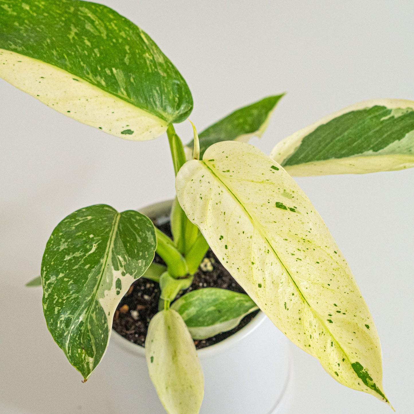 Philodendron Jose Buono Variegated