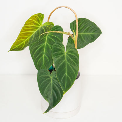 Philodendron Splendid