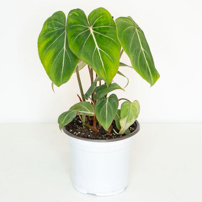 philodendron gloriosum uk Philodendron Gloriosum | Gloriosum in 6” Pot | Rare Unique Potted Houseplants for Delivery | Houseplant for sale