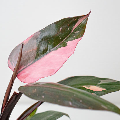 Pink Leaves of Potted rare Houseplant Phillodendron Pink Princess 4.5” - Buy repotted rare indoor plant Philodendron Pink Princess for delivery at Planteia