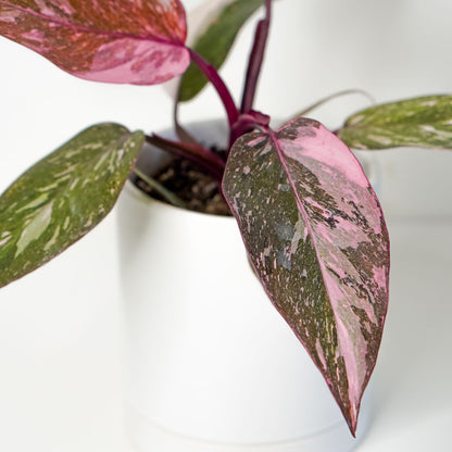philodendron marble galaxy Philodendron Pink Princess Marble in 4.5” Pot | Rare Indoor Plants for Delivery | Houseplant for sale