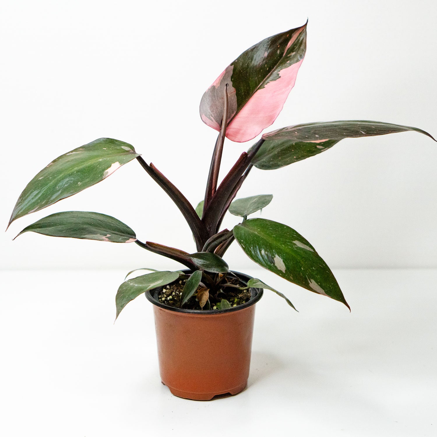 Potted rare Houseplant with pink leaves Phillodendron Pink Princess 4.5” - Buy repotted rare indoor plant Philodendron Pink Princess for delivery at Planteia
