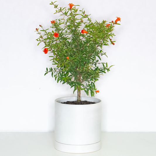 Pomegranate Tree