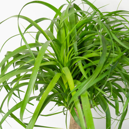 Ponytail Palm