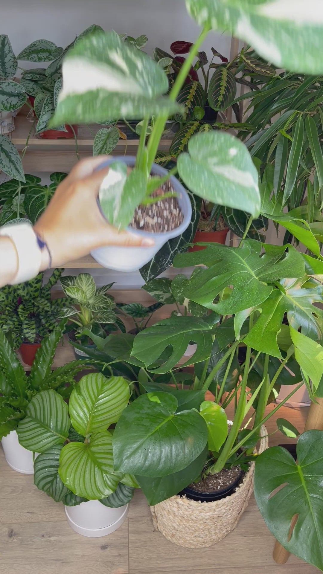 Monstera Thai Constellation in 6” Pot | Rare Variegated Thai