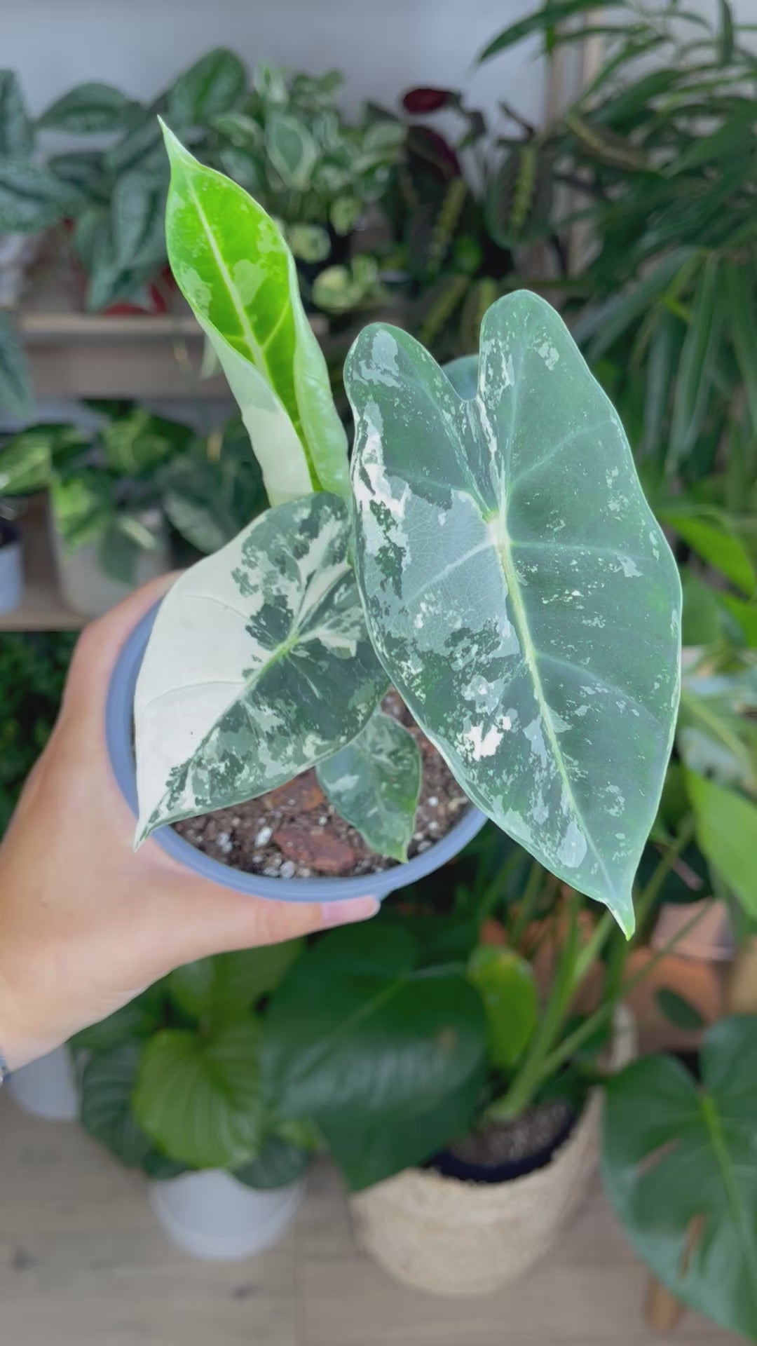 Alocasia Frydek Variegated | Rare Indoor Plant for delivery | Planteia