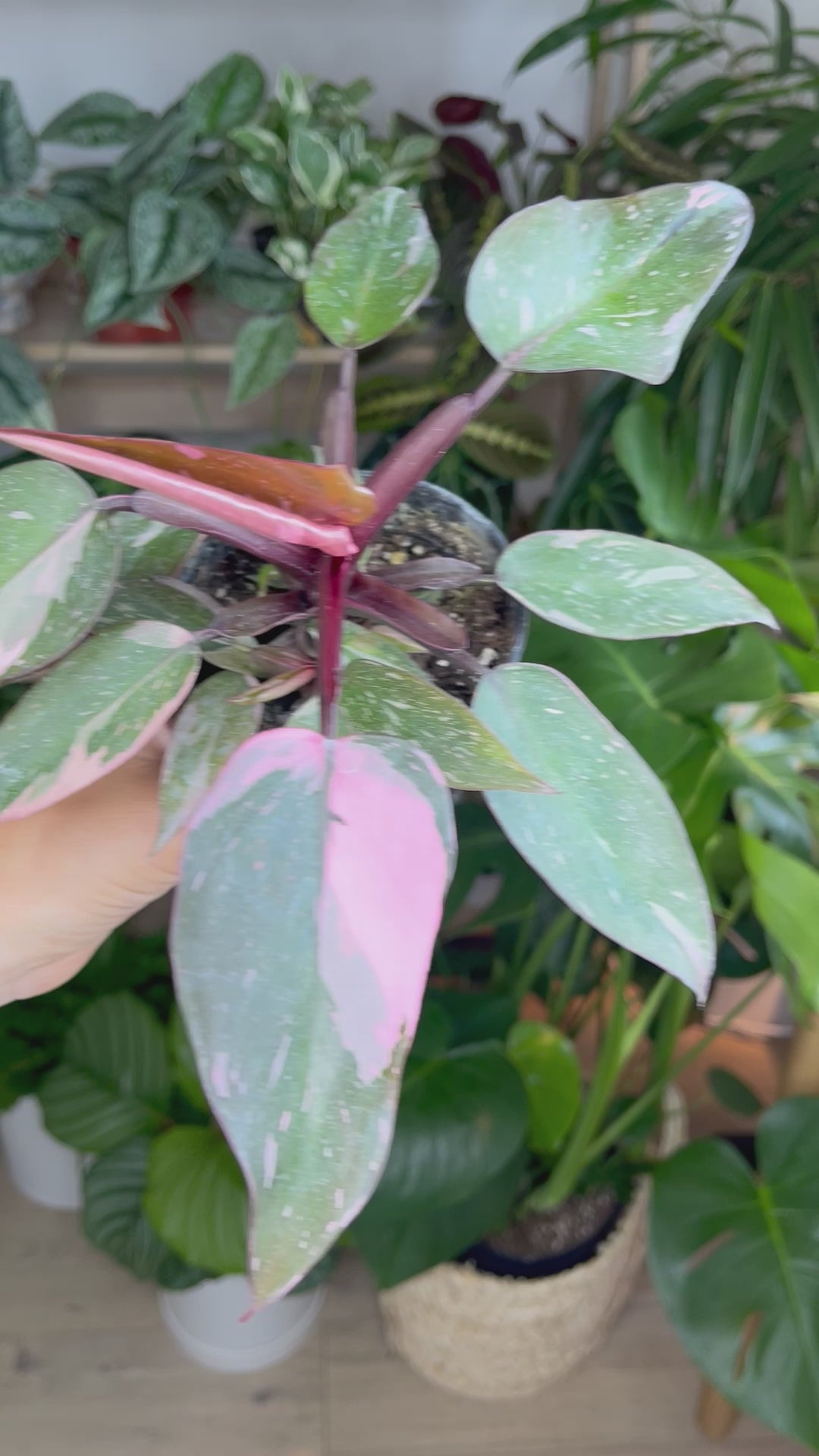 Philodendron PINK PRINCESS Starter selling Plants - Indoor Plants