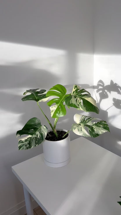 Monstera Albo Variegated