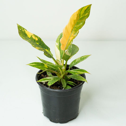 Potted rare Houseplant with variegated leaves Phillodendron Ring of Fire 4.5” - Buy repotted rare indoor plant Philodendron Ring of Fire for delivery at Planteia
