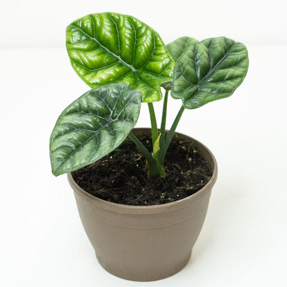 Potted Rare Houseplant Alocasia Dragon Scale 4.5” - Buy repotted rare indoor plant Alocasia Dragon Scale for delivery at Planteia