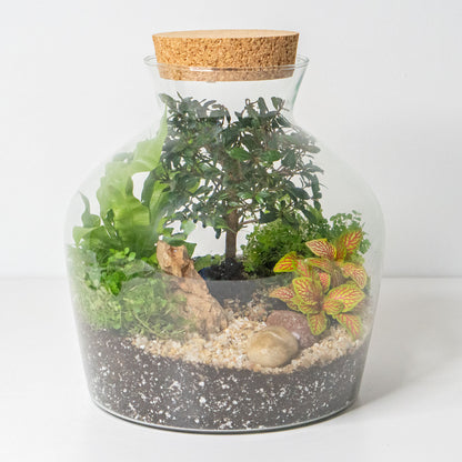 Terrarium Bonsai