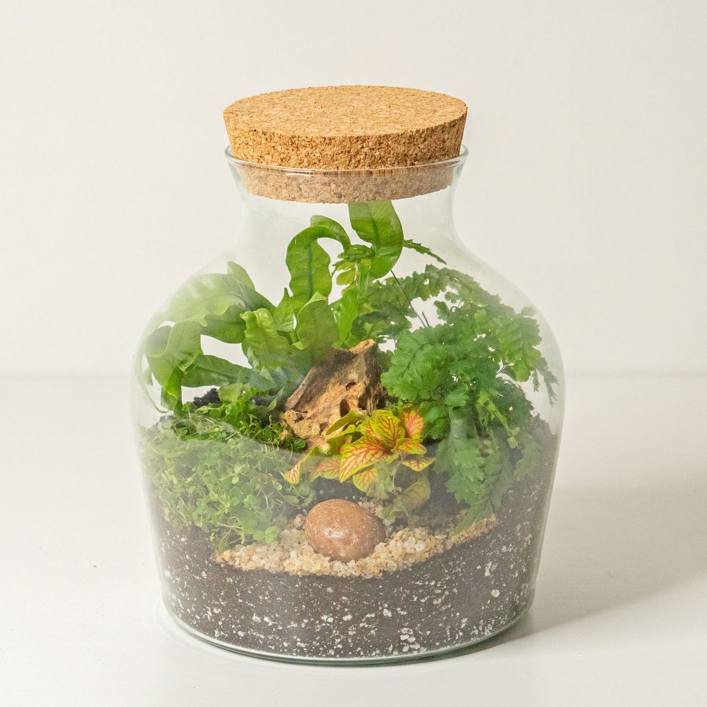 forest terrarium plants Plant Terrarium Forest - Self-Sustaining Miniature Gardens - DIY terrarium kit