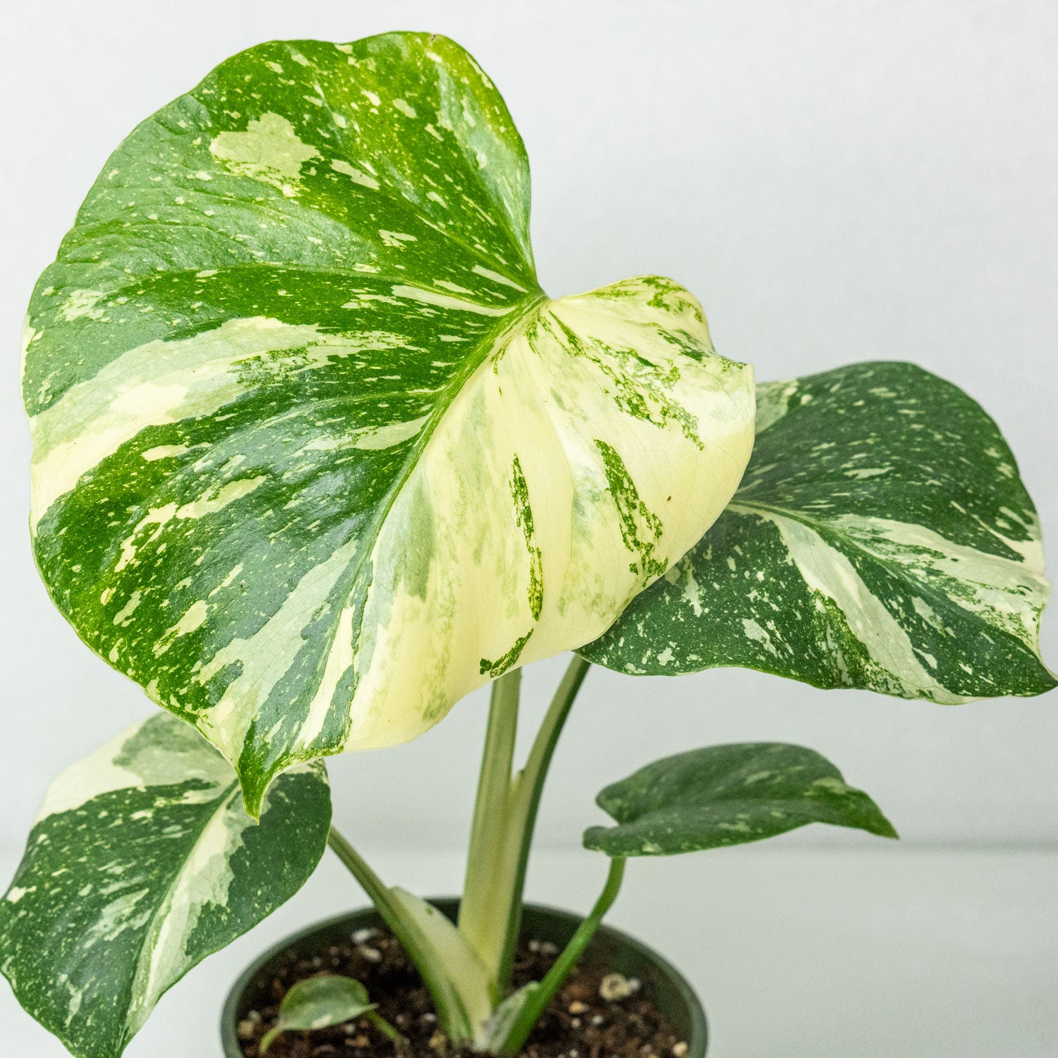 Monstera Thai Constellation | Monstera Deliciosa Thai Constellation Creme  Brulee in 4.5” Pot | Rare Variegated