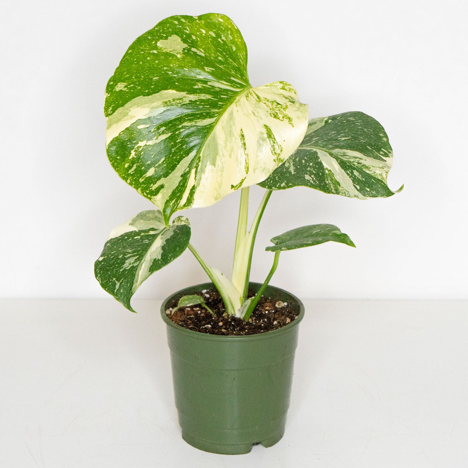 Monstera Thai Constellation in 6” Pot | Rare Variegated Thai Monstera ...