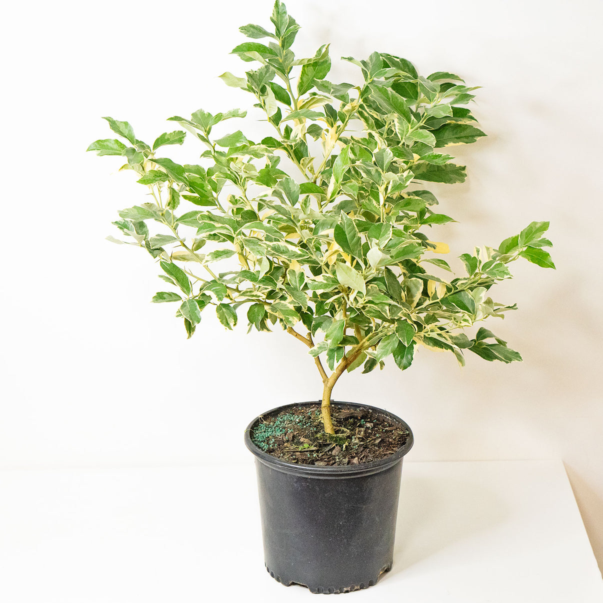 Pink Lemon Tree Variegated Citrus Limon Variegated in 10” Pot