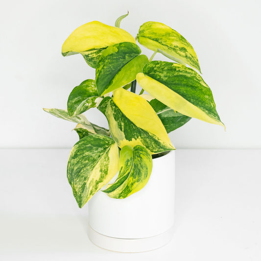 Scindapsus Pictus Variegated