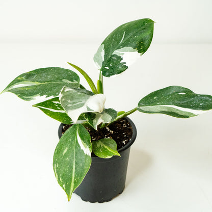 Potted rare Houseplant with variegated glossy leaves Phillodendron White Wizard 4.5” - Buy repotted rare indoor plant Philodendron White Wizard for delivery at Planteia