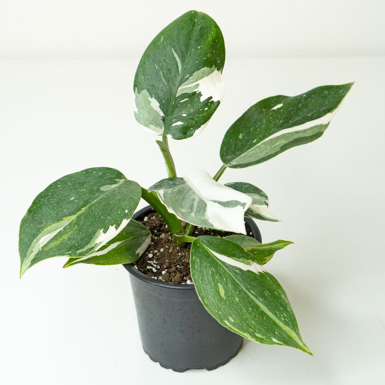 Variegated glossy leaves of Phillodendron White Wizard 4.5” - Buy repotted rare indoor plant Philodendron White Wizard for delivery at Planteia