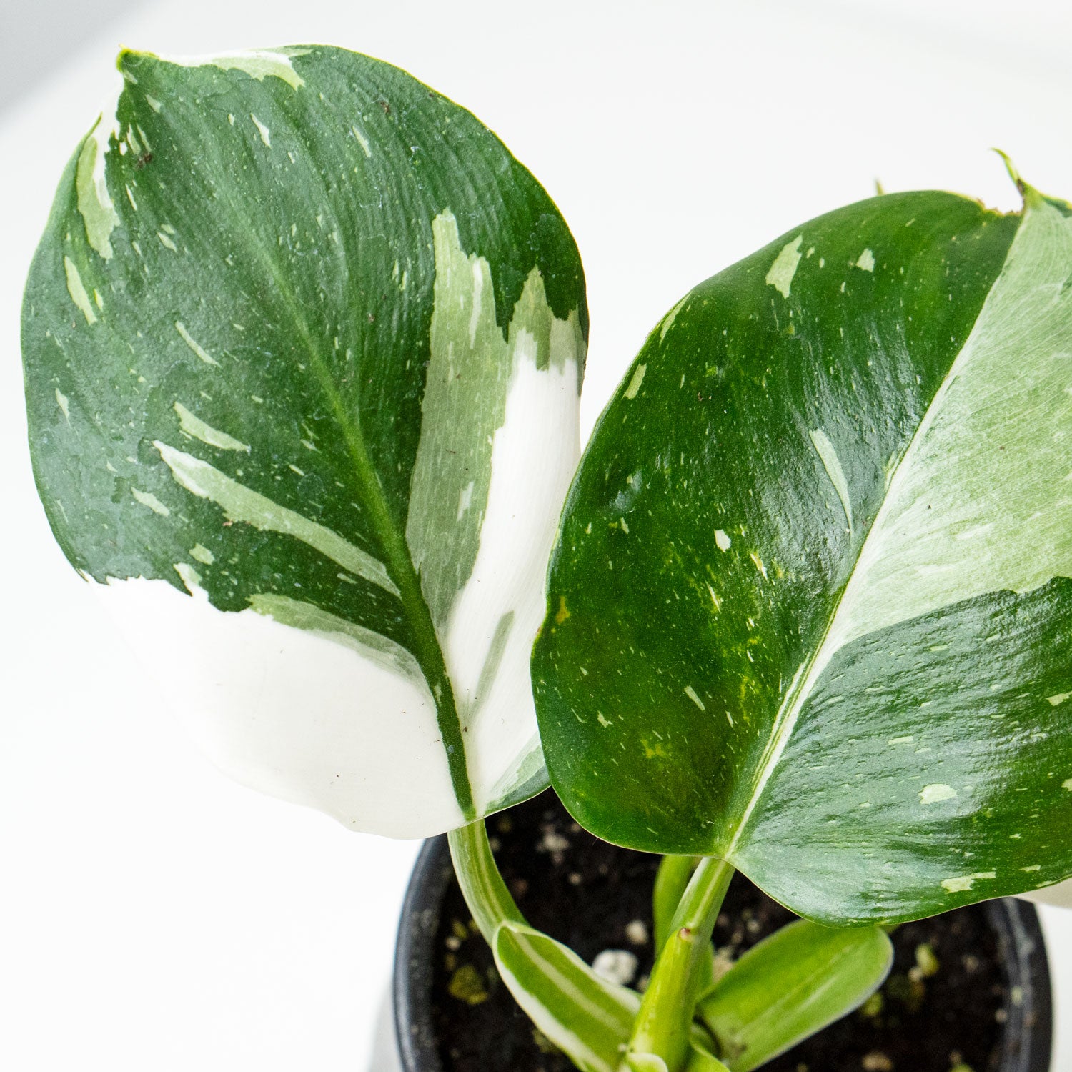 Variegated leaves of Phillodendron White Wizard 4.5” - Buy repotted rare indoor plant Philodendron White Wizard for delivery at Planteia