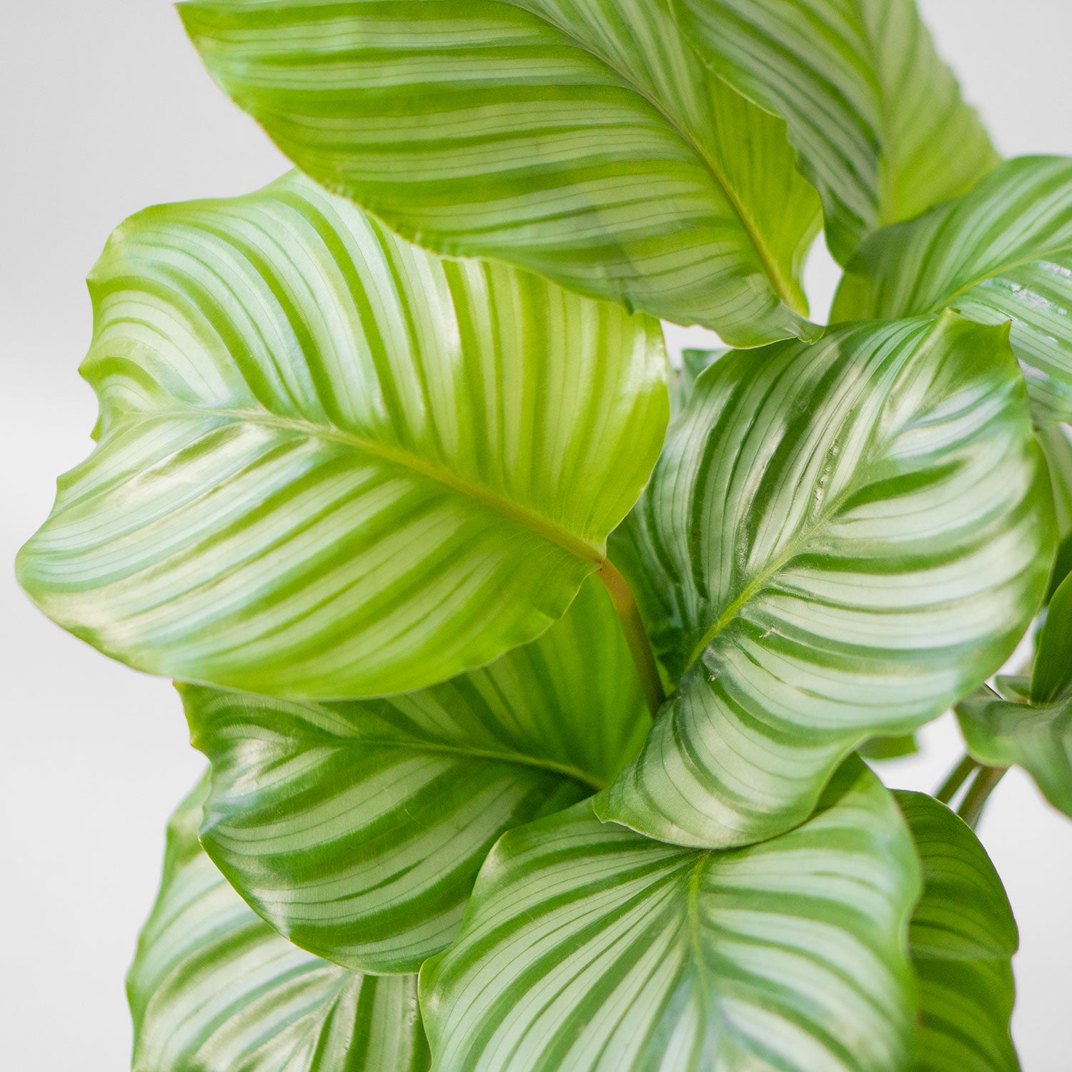 Leaves of Prayer Plant - Top Quality Potted Houseplant Calathea Orbifolia 6” - Buy repotted indoor plant Calathea Orbifolia for delivery at Planteia