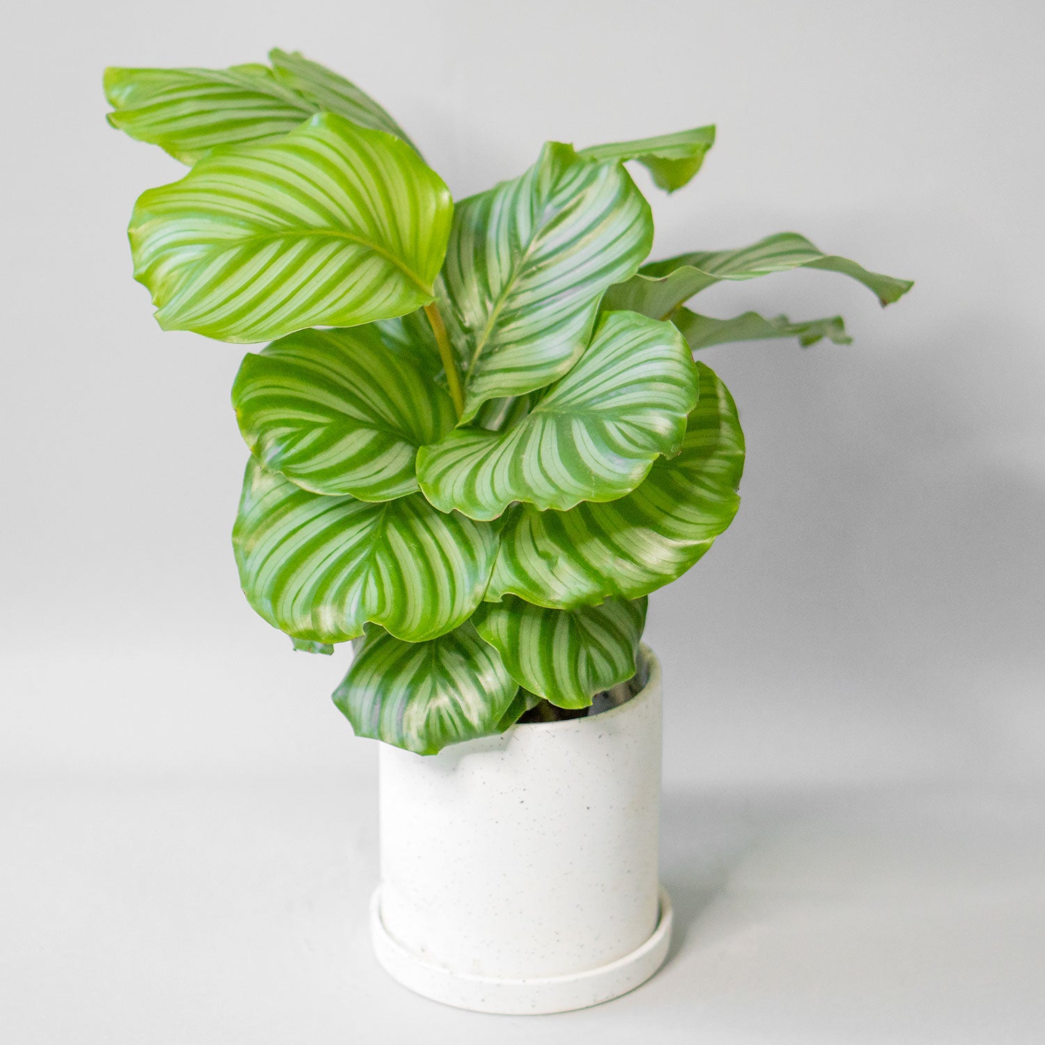 Potted Prayer Plant - Best Quality Houseplant Calathea Orbifolia 6” - Buy repotted  indoor plant Calathea Orbifolia for delivery at Planteia