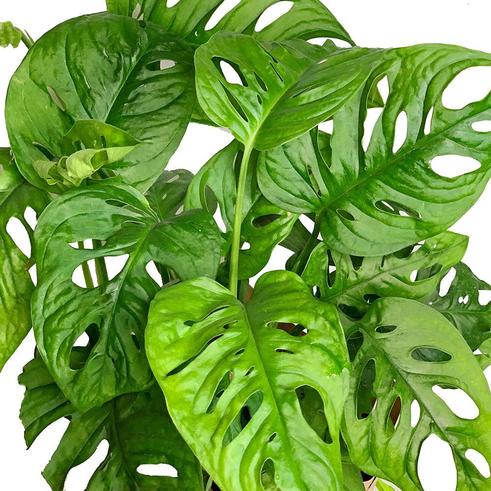 Leaves of Potted Monstera Swiss Cheese - Best Quality Easy-Care Houseplant Monstera Adansonii Obliqua 6” - Buy repotted indoor plant Monstera Adansonii Swiss Cheese for delivery at Planteia